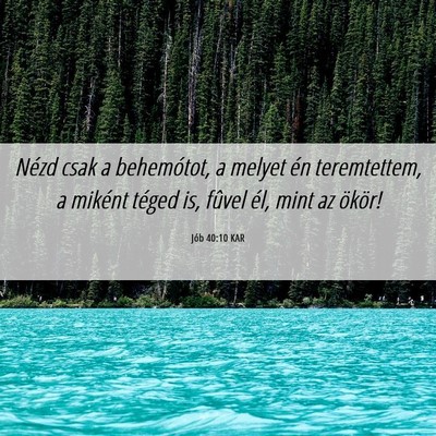 Picture 06 - Jób 40:10 KAR - Nézd csak a behemótot, a melyet én - Bible Verse Picture