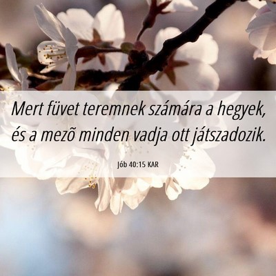 Picture 06 - Jób 40:15 KAR - Mert füvet teremnek számára a hegyek, és a - Bible Verse Picture