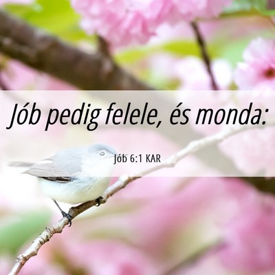 Picture 06 - Jób 6:1 KAR - Jób pedig felele, és - Bible Verse Picture
