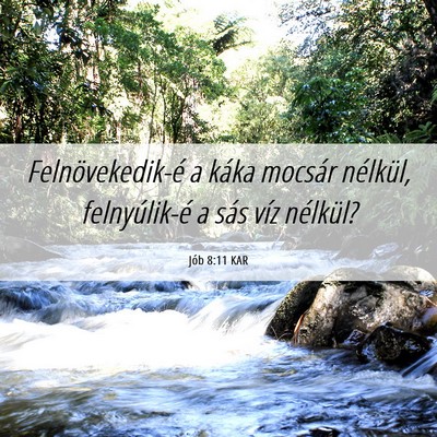 Picture 06 - Jób 8:11 KAR - Felnövekedik-é a káka mocsár nélkül, - Bible Verse Picture