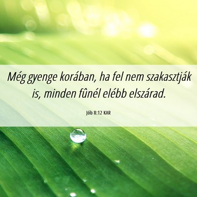 Picture 06 - Jób 8:12 KAR - Még gyenge korában, ha fel nem szakasztják is, - Bible Verse Picture
