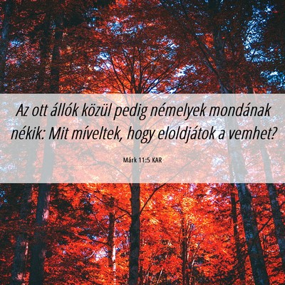 Picture 06 - Márk 11:5 KAR - Az ott állók közül pedig némelyek mondának - Bible Verse Picture