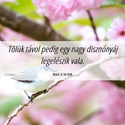 Picture 06 - Máté 8:30 KAR - Tõlük távol pedig egy nagy disznónyáj - Bible Verse Picture