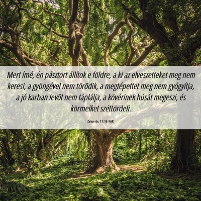 Picture 06 - Zakariás 11:16 KAR - Mert ímé, én pásztort állítok e földre, a - Bible Verse Picture