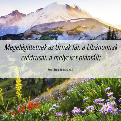 Picture 06 - Zsoltárok 104:16 KAR - Megelégíttetnek az Úrnak fái, a Libánonnak - Bible Verse Picture