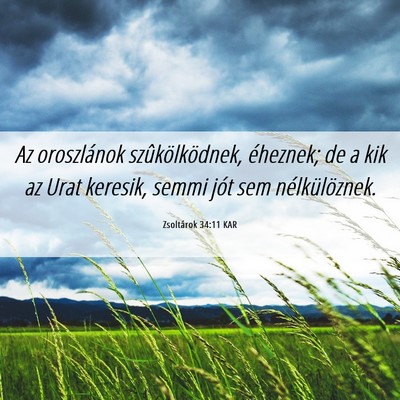 Picture 06 - Zsoltárok 34:11 KAR - Az oroszlánok szûkölködnek, éheznek; de a - Bible Verse Picture