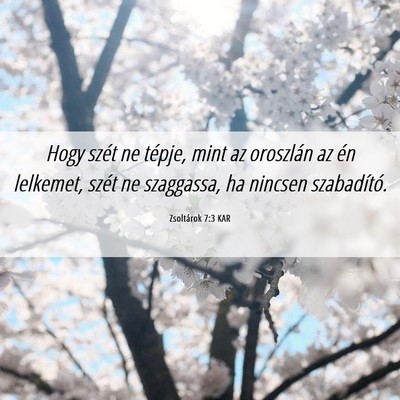 Picture 06 - Zsoltárok 7:3 KAR - Hogy szét ne tépje, mint az oroszlán az én - Bible Verse Picture