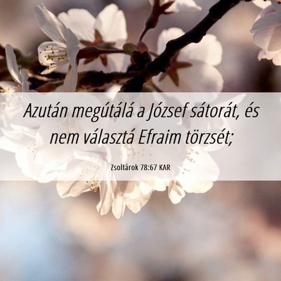 Picture 06 - Zsoltárok 78:67 KAR - Azután megútálá a József sátorát, és nem - Bible Verse Picture