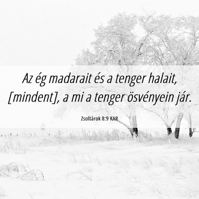 Picture 06 - Zsoltárok 8:9 KAR - Az ég madarait és a tenger halait, [mindent], a - Bible Verse Picture