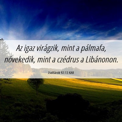 Picture 06 - Zsoltárok 92:13 KAR - Az igaz virágzik, mint a pálmafa, növekedik, - Bible Verse Picture