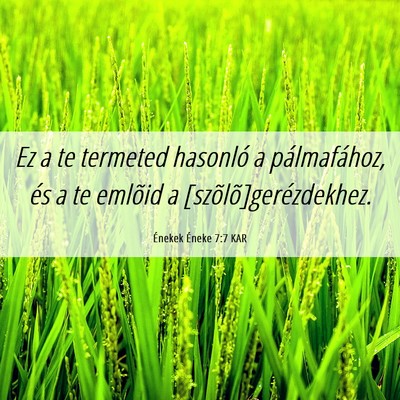 Picture 06 - Énekek Éneke 7:7 KAR - Ez a te termeted hasonló a pálmafához, és a - Bible Verse Picture