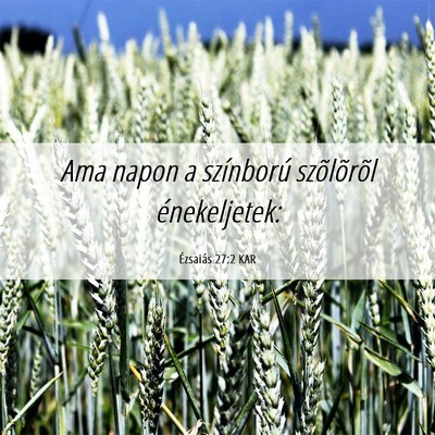 Picture 06 - Ézsaiás 27:2 KAR - Ama napon a színború szõlõrõl - Bible Verse Picture