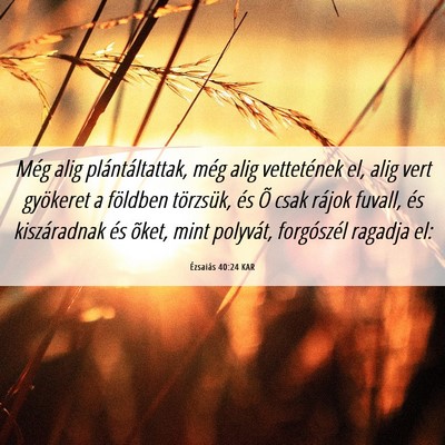 Picture 06 - Ézsaiás 40:24 KAR - Még alig plántáltattak, még alig vettetének - Bible Verse Picture