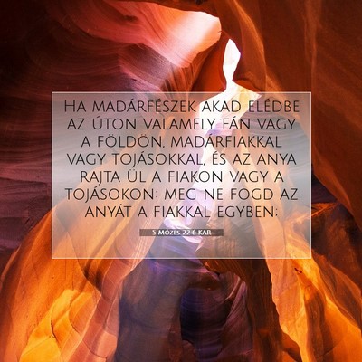 Picture 07 - 5 Mózes 22:6 KAR - Ha madárfészek akad elédbe az úton valamely - Bible Verse Picture