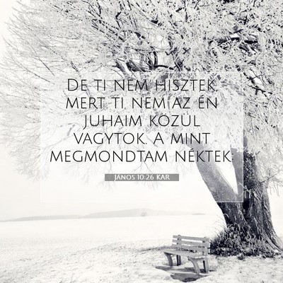 Picture 07 - János 10:26 KAR - De ti nem hisztek, mert ti nem az én juhaim - Bible Verse Picture