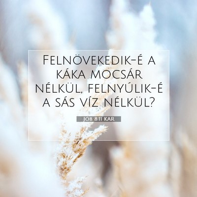 Picture 07 - Jób 8:11 KAR - Felnövekedik-é a káka mocsár nélkül, - Bible Verse Picture