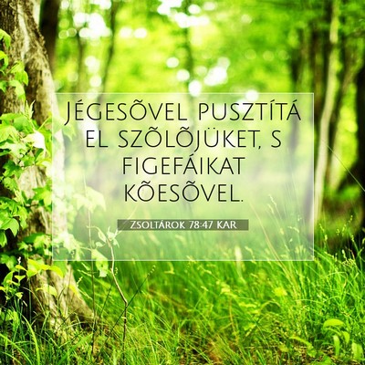 Picture 07 - Zsoltárok 78:47 KAR - Jégesõvel pusztítá el szõlõjüket, s - Bible Verse Picture